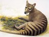 Thylacine (picture: rainforestinfo.org.au)