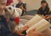 Classroom Canines (Image from ABC photo)