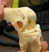 Knee: ACL (Image: ABC)