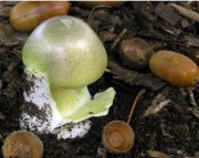 Death cap mushroom (Image: Matthias Theiss)