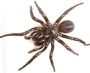 Funnel web spider NE Tas (Image: QVMAG)