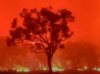Bushfire (Image: ABC News)