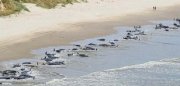 Whale stranding (Image: DNRET, ABC)