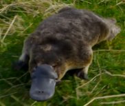 Platypus (image from Black Devbil productions video)